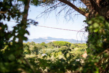 Mountain view framed by leafy branches