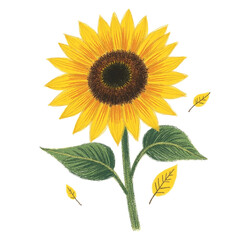 Naklejka premium Watercolor Textured Elegant Sunflower with Leaves Botanical Illustration on Black Background