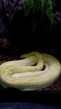 Handheld motion to an albino boa constrictor kept inside a glass terrarium as an exotic pet