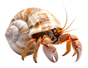 Hermit Crab in Spiral Shell, Side View, Isolated Transparent Background PNG