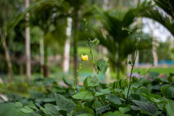 A delicate yellow flower blooms amidst lush green foliage and palm trees