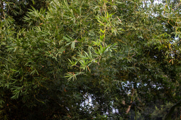 Lush green bamboo leaves create a dense canopy in natural light
