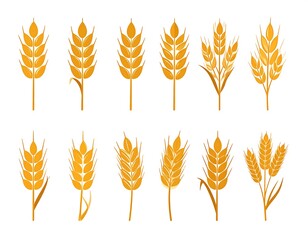 Various wheat stalks