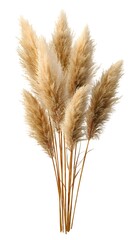 Fototapeta premium Pampas Grass Plume Arrangement