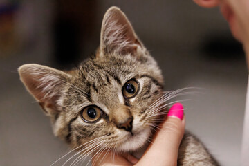 Adorable young tabby kitten photographed indoors and in the garden, showing playful, curious and sleepy expressions, perfect for pet and lifestyle concepts