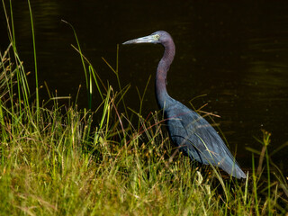 Little Blue Heron wading in a pond with green grass in the foreground