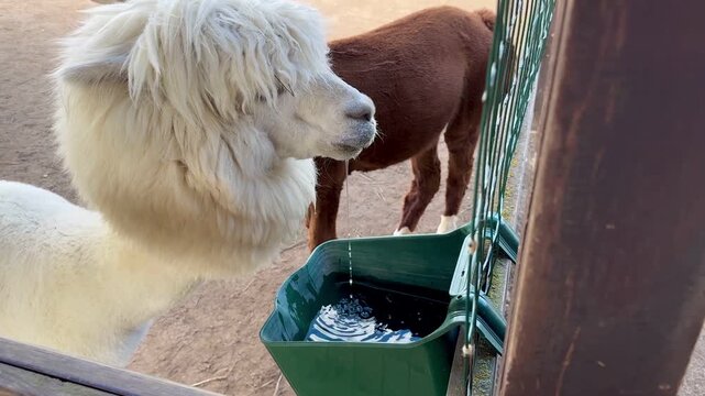 An albino white alpaca drinks water on a farm on a summer day video 4k. High quality FullHD footage