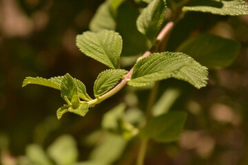 Planta/Folha de erva cidreira brasileira foto em macro