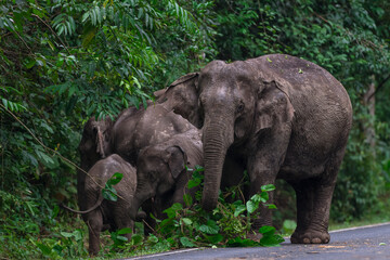 Fototapeta premium Elephants are large mammals and are the largest land animals. Wild elephants eat plants. They are big, have a small head, big legs, and have a trunk that reaches to the ground. That trunk is the nose.