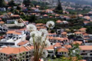 Close-up of dandelion seeds in hand with scenic background of village houses and red rooftops on hillside.