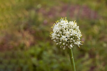 Beautiful cluster of white allium flowers blooming in a lush green field during springtime