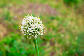Beautiful cluster of white allium flowers blooming in a lush green field during springtime