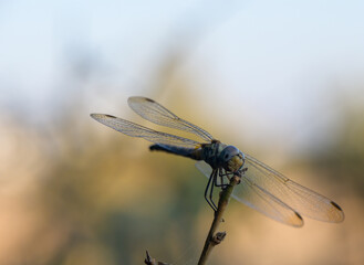 Dragonfly Macro with Leafy Bokeh Background