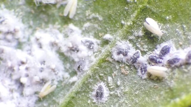 Whitefly Infestation on Chilli Leaf &ndash; Agricultural Pest Control Macro Video