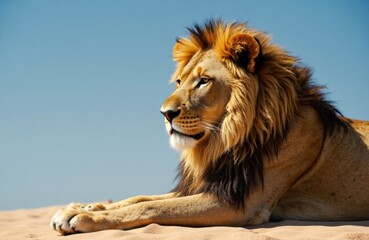 Obraz premium A majestic lion resting on sandy terrain under a clear blue sky