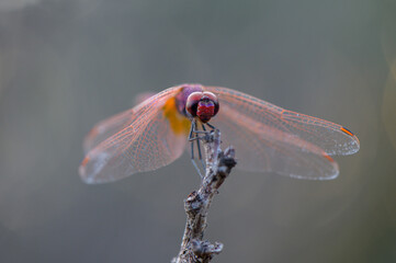 Dragonfly with Soft Green Bokeh Background
