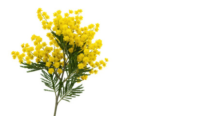 Yellow mimosa branch, fluffy blossoms, green leaves, detailed on transparent studio background, soft light, copy space, concept of natural elegance and freshness