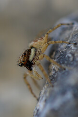 Jumping Spider on Stone in Cyprus