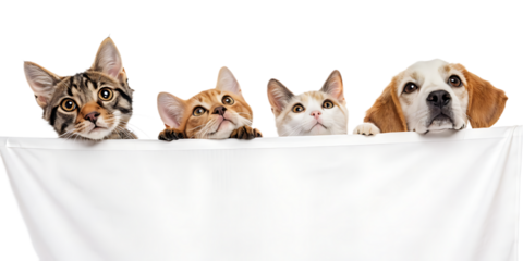 Adorable Kittens and Beagle Puppy Peeking Over White Banner Advertising Concept with Cute Pets Displaying Blank Sign for Marketing and Promotion Purposes Perfect for Pet Lovers