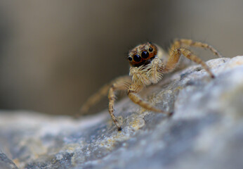 Jumping Spider Closeup Macro