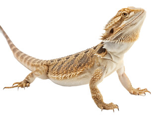 Fototapeta premium Bearded Dragon Standing Tall on Black Background Exotic Pet with Scales and Spikes Close Up View Captivating Reptile with Unique Pattern Studio Shot Pet Photography