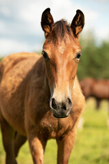 Fototapeta premium portrait of bay sportive foal grazing at pasture. sunny summer day.