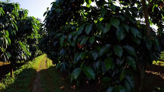 sprawling plantation of coffee shrubs cultivated beneath canopy of protective shade-giving trees