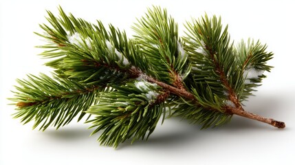 A beautiful close-up of a snowy pine branch showcasing nature's intricate beauty and inviting a sense of calm elegance during winter seasons.