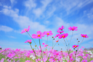秋の青空に咲くコスモスの花畑