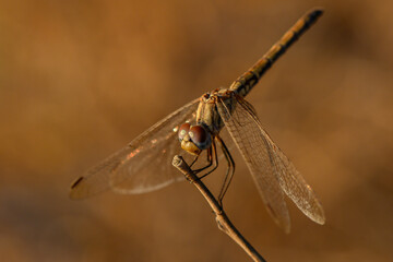 Dragonfly Perched on Branch at Sunset