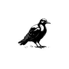 Solitary magpie illustration standing gracefully black and white avian elegance detailed wing