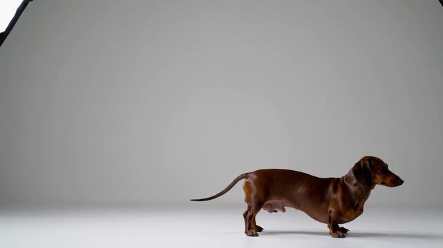 Portrait of Standing Dachshund Dog on White Background