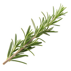 Fototapeta premium Fresh rosemary branch isolated on transparent background, an aromatic and flavorful cooking ingredient for seasoning