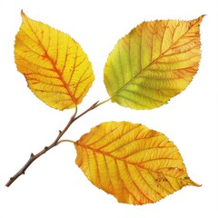 Fototapeta premium Autumn tree plant leaf.