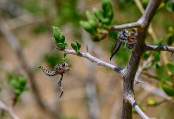 Robber Fly Holding Prey on Tree Branch