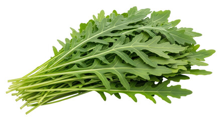 Isolated Fresh Arugula Bunch