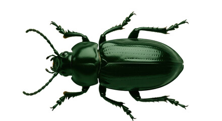 Isolated Ground Beetle