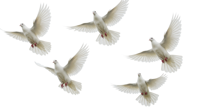 Multiple pristine transparent doves mid-flight with extended wings, sharp focus on feathers, against an immaculate shadowless high-key studio background, concept of peace and freedom - Powered by Adobe