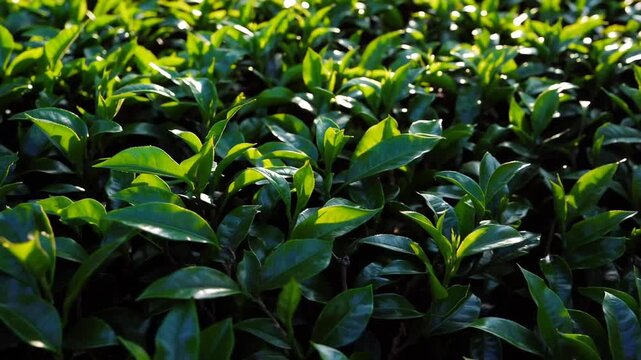 Cultivated Tea Bushes in Sri Lankan Estate Tight Shot of Lush Green Tea Leaves under Sunlight