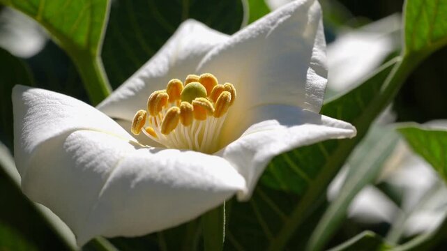 Close-Up graph of Blooming Flower Known as the Poached Egg Plant