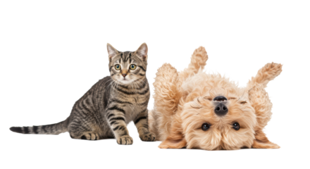 Joyful light brown terrier mix dog playfully on its back with tongue out, alongside a sleek tabby cat, both on a transparent studio background, heartwarming domestic harmony concept