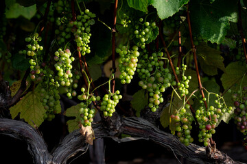 Autumn grapes on the vine 