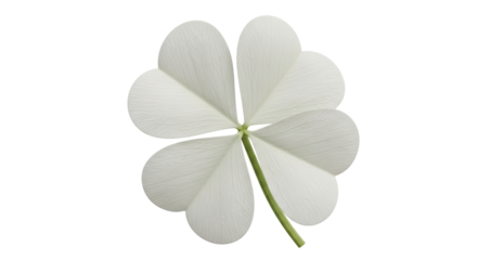 Isolated White Four Leaf Clover