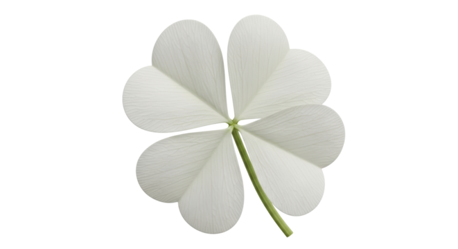 Isolated White Four Leaf Clover