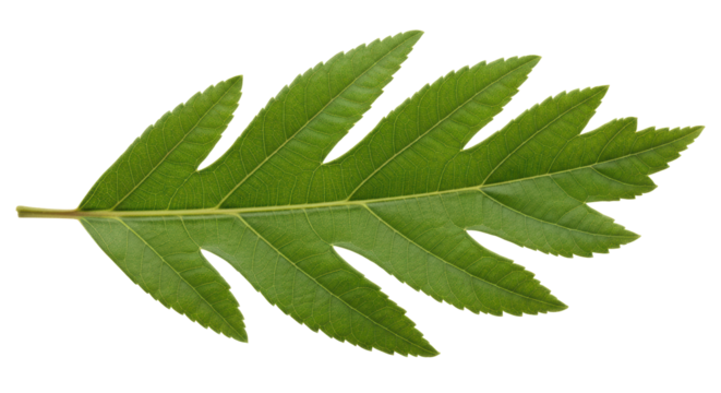 Isolated Green Leaf