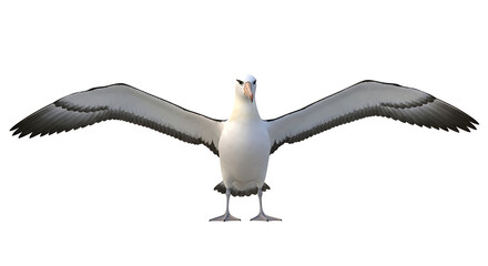 Albatross with open wings on white background