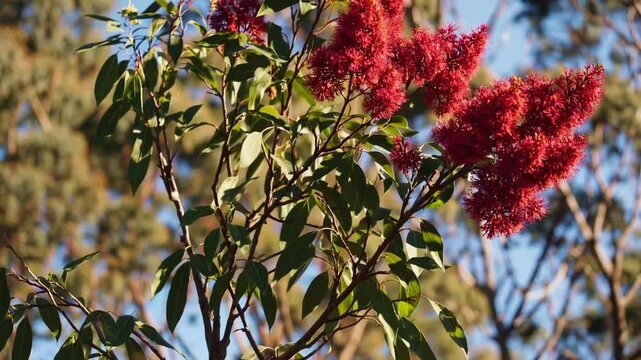 Crimson inflorescences of the native Australian flowering eucalyptus tree species Corymbia ficifolia