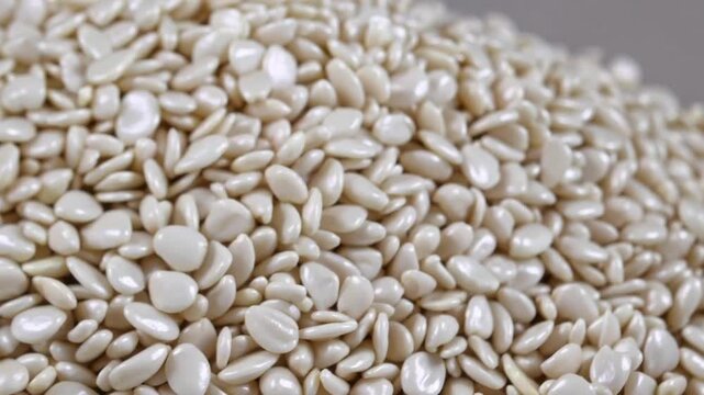 The Edible Seeds of the Quinoa Plant, Grain Crop Grown for Its Seeds