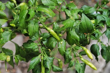 Green Chili Peppers Growing on a Lush Plant