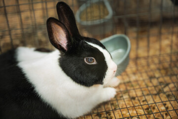 2025-08-11 A BLACK AND WHITE RABBIT SITTING IN A CAGE RESTING WITH EARS UP AND A CLEAR EYE IN STANWOOD WASHINGTON